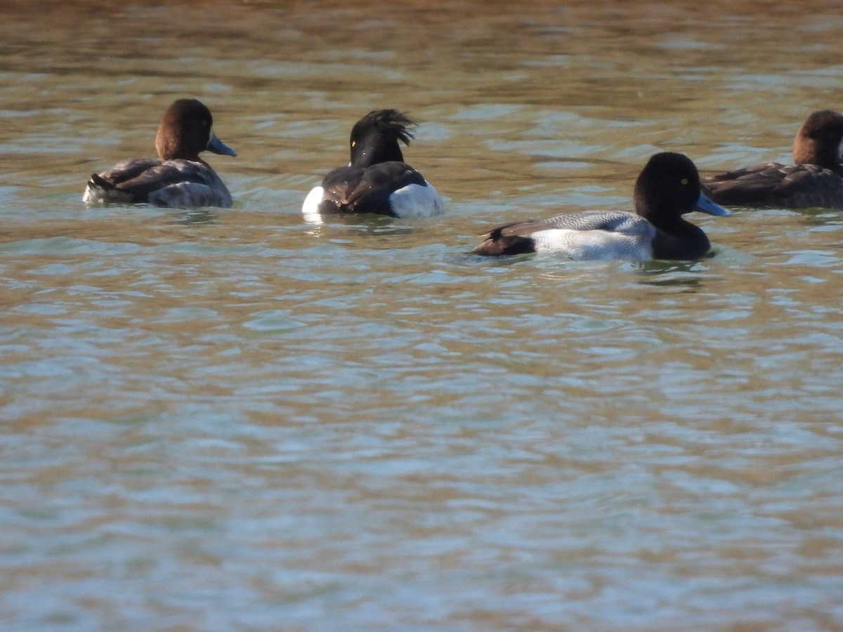 Tufted Duck - ML615681678