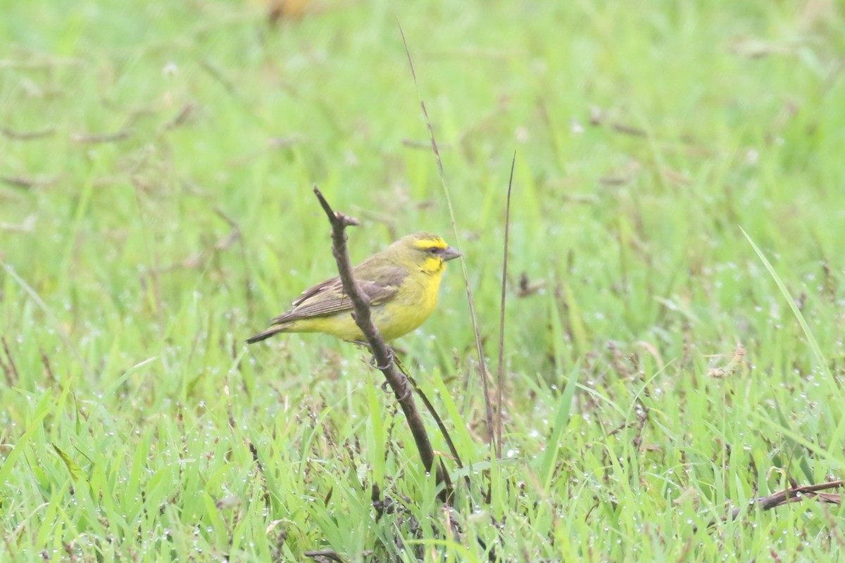 Yellow-fronted Canary - ML615681681