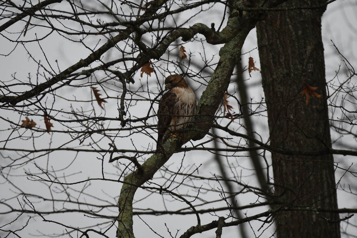 Red-tailed Hawk - ML615681837