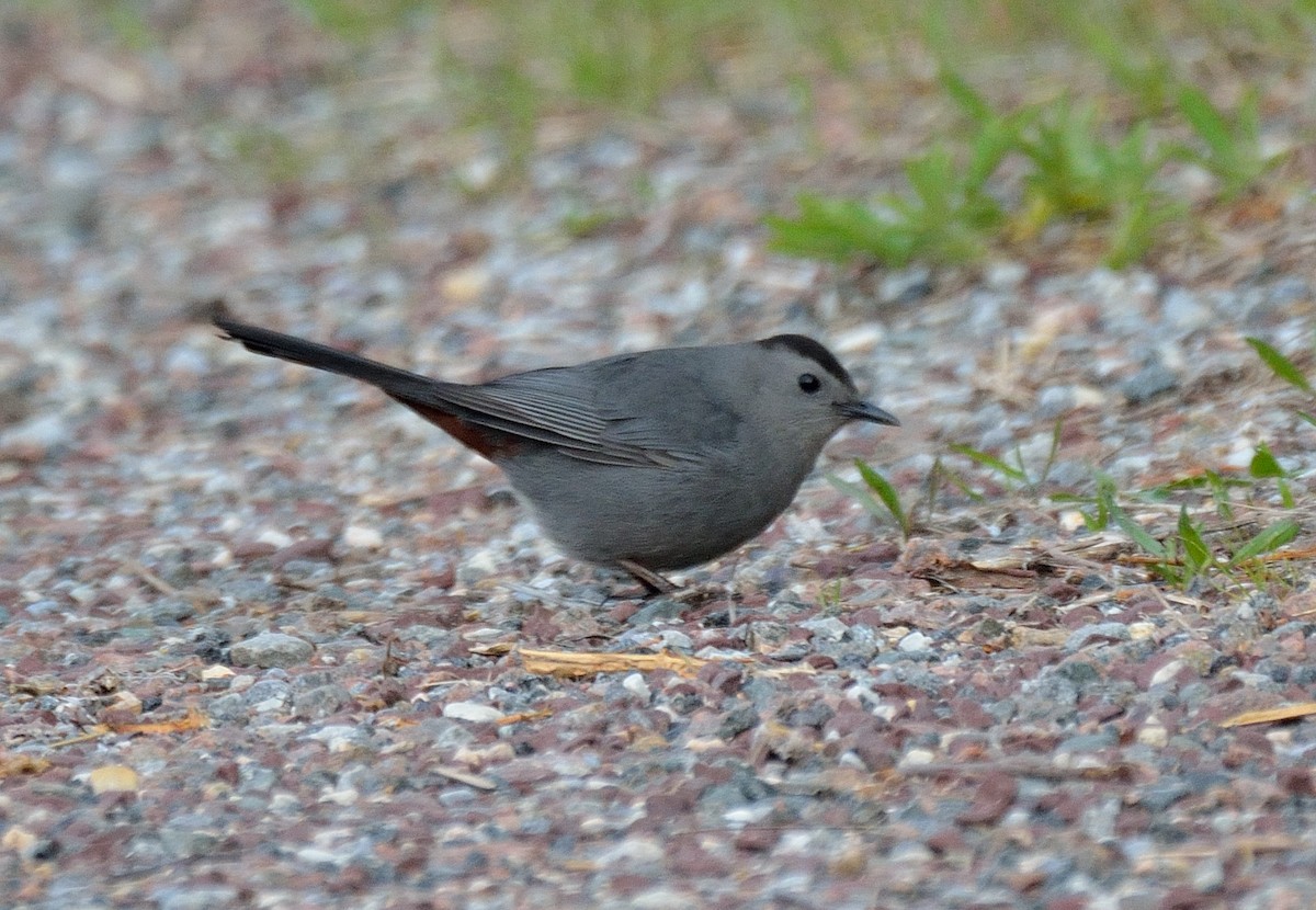 Gray Catbird - Lander Zurikarai