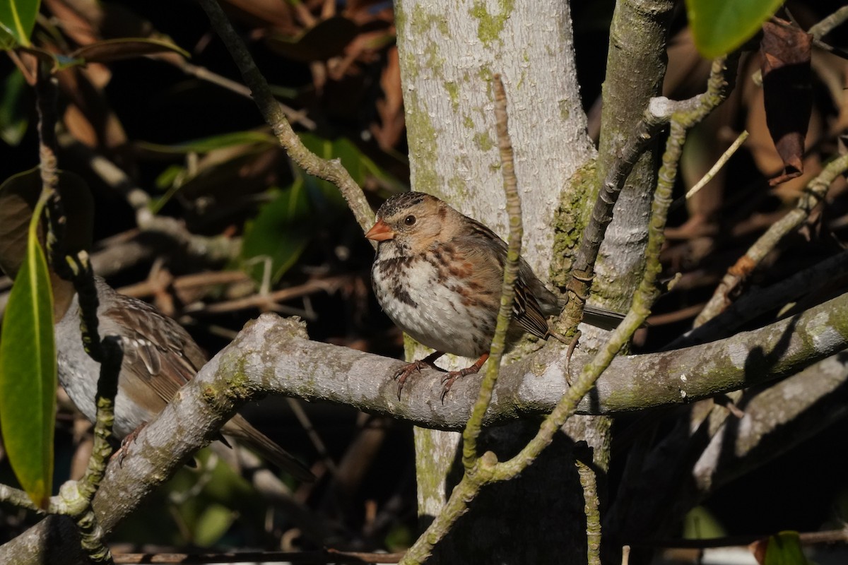 Harris's Sparrow - ML615682131