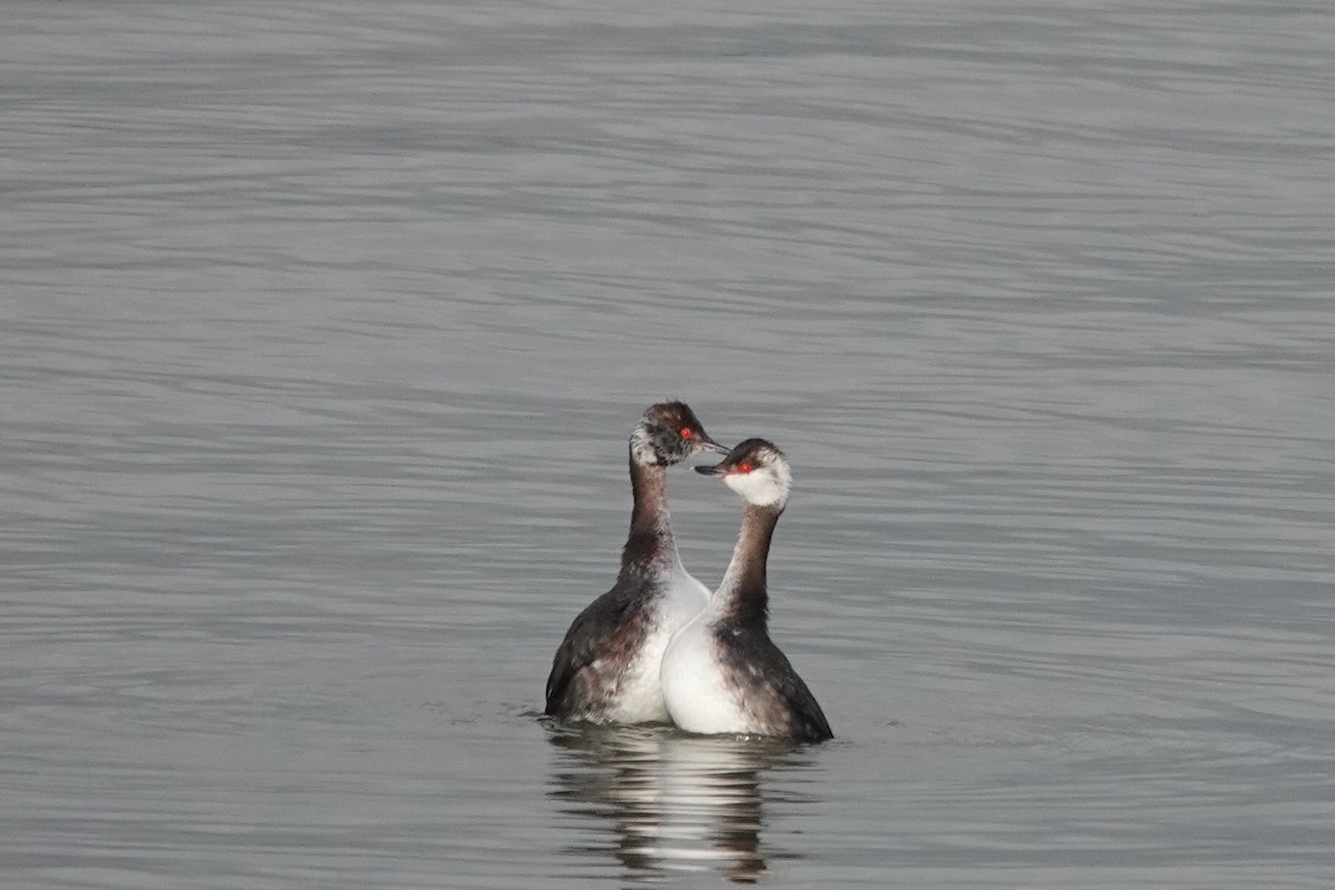 Horned Grebe - Roly Pitts