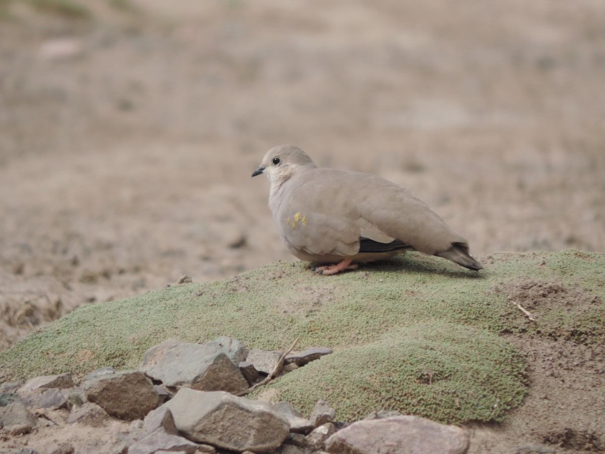 Golden-spotted Ground Dove - ML615682616