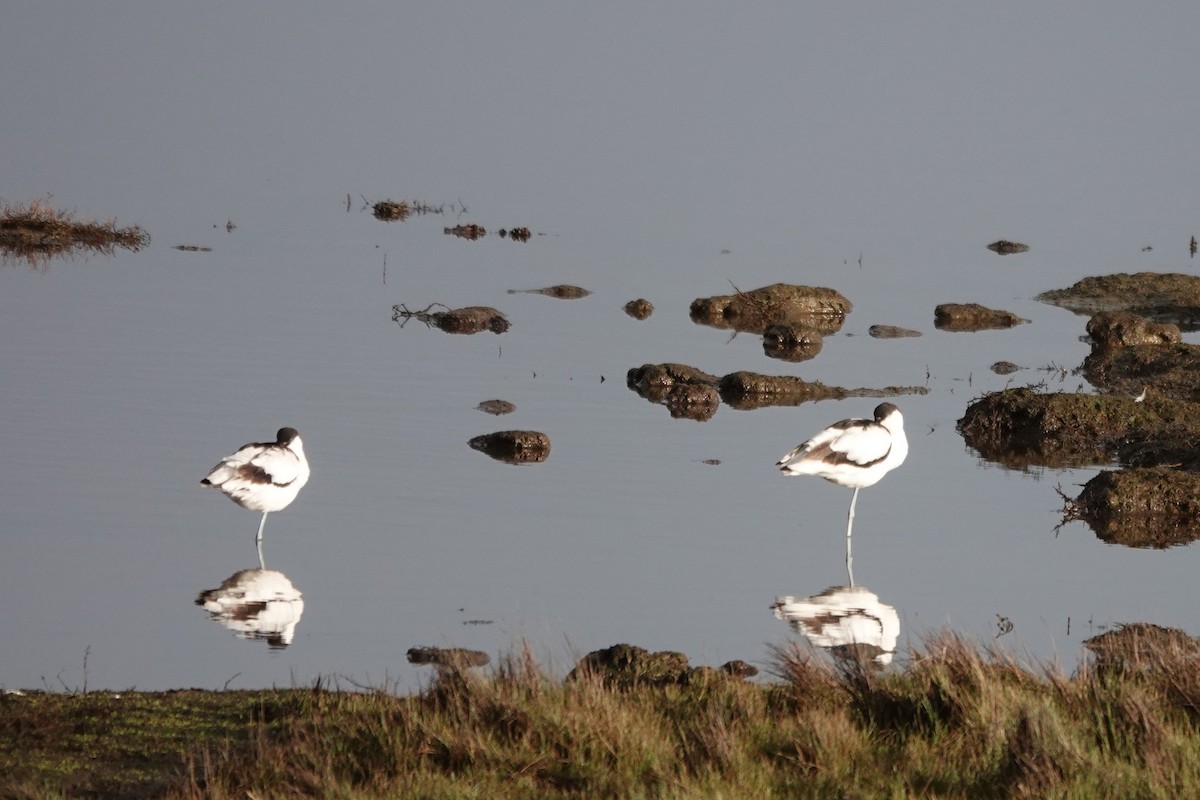 Pied Avocet - Roly Pitts
