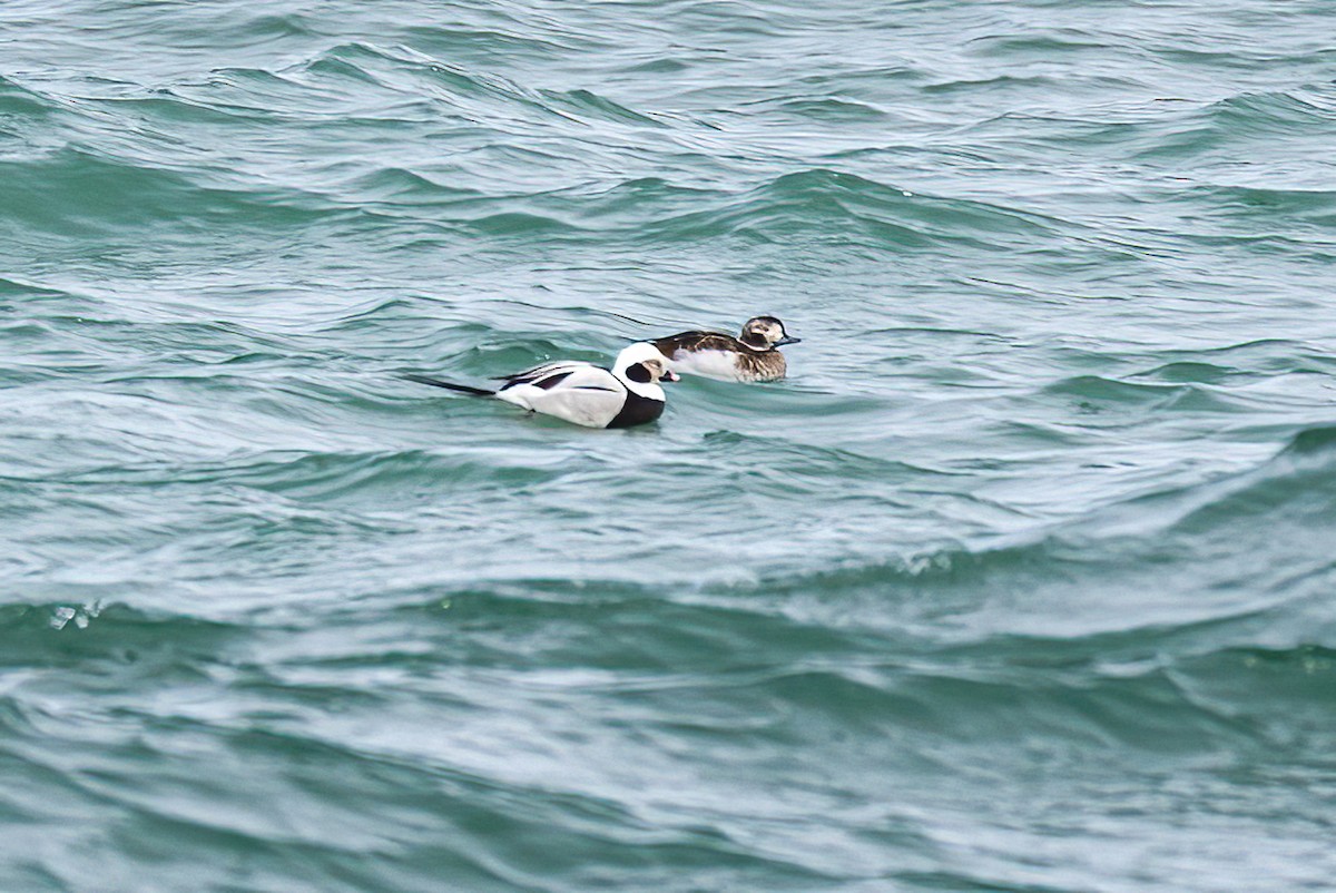 Long-tailed Duck - ML615682653