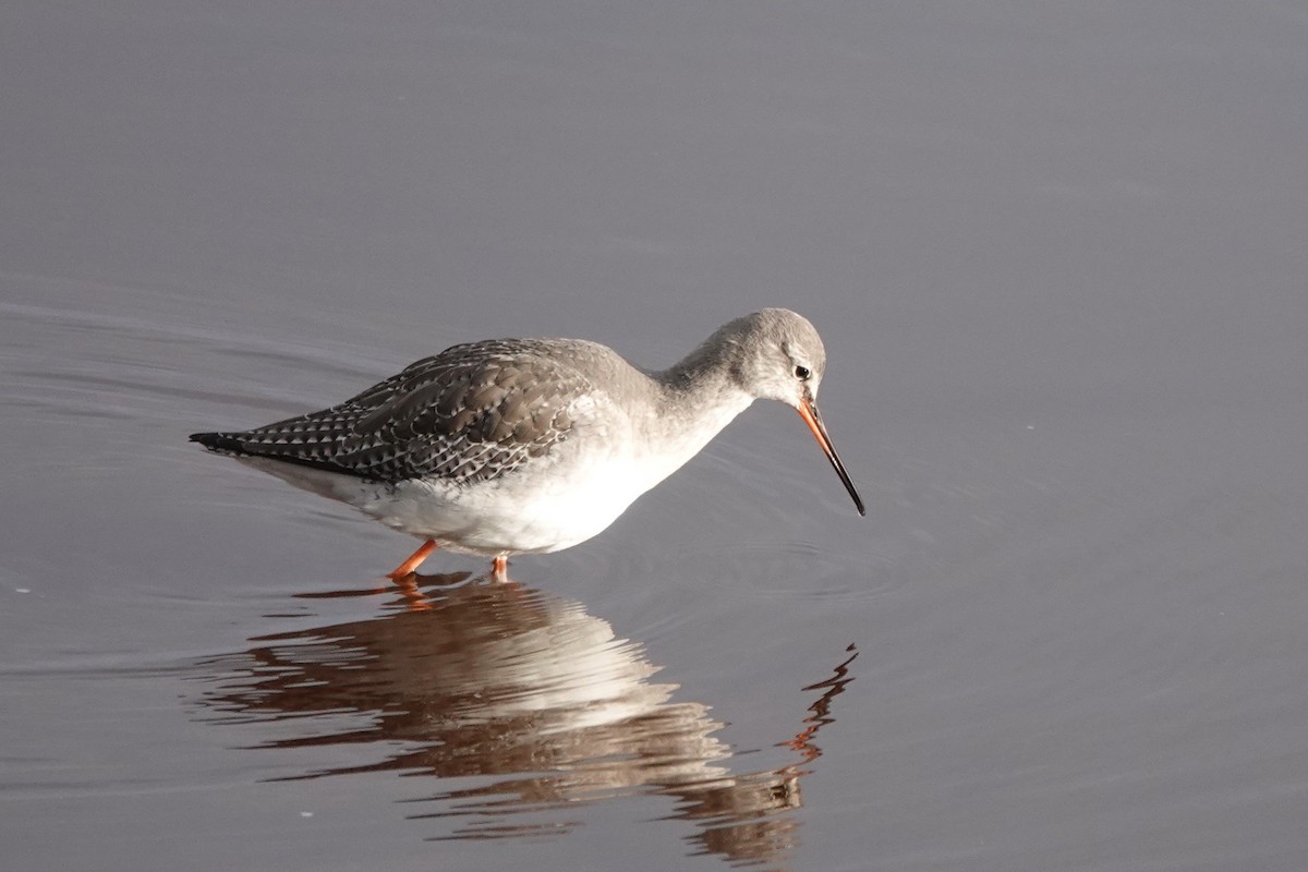 Spotted Redshank - Roly Pitts