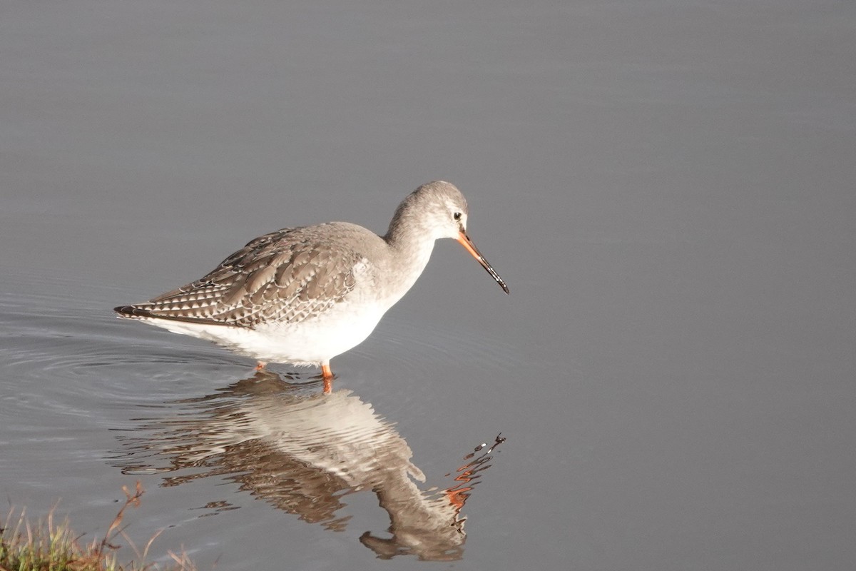 Spotted Redshank - Roly Pitts