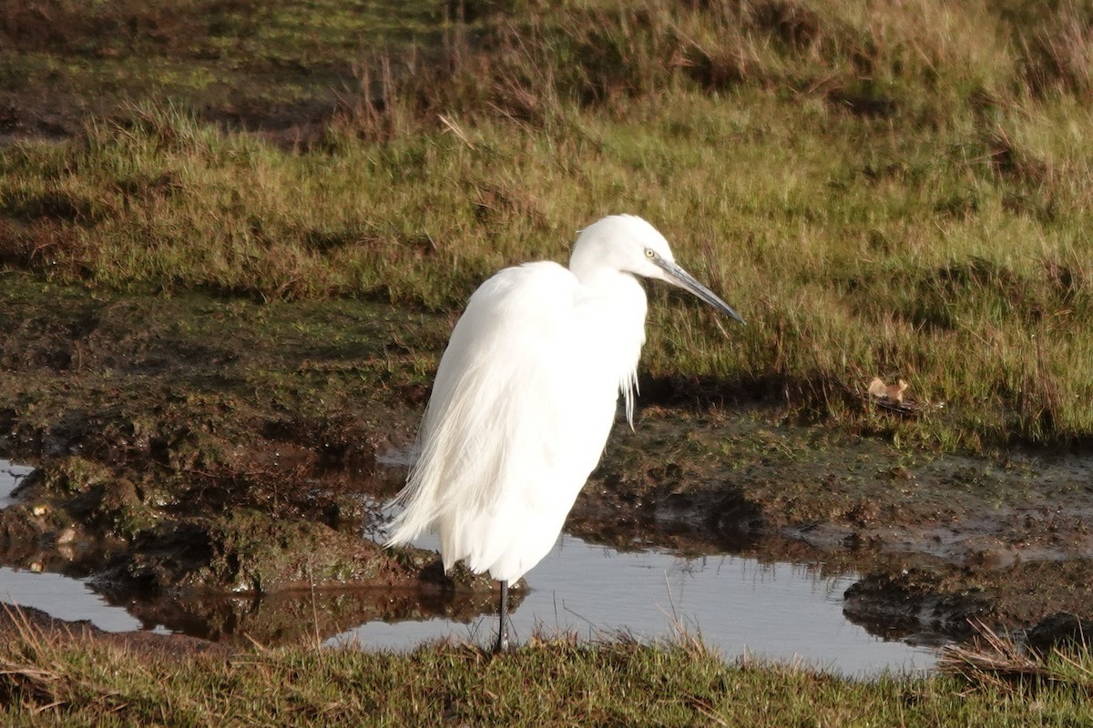 Little Egret - Roly Pitts