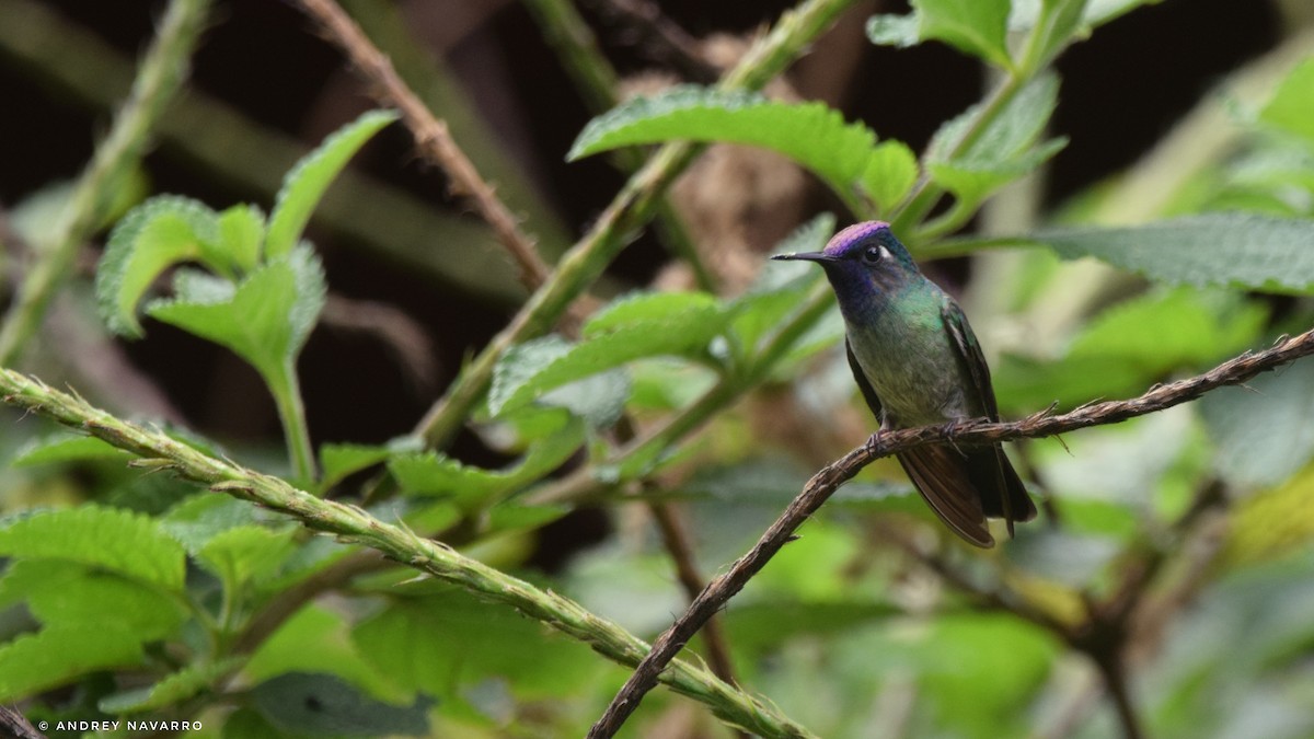 Violet-headed Hummingbird - Andrey Navarro Brenes