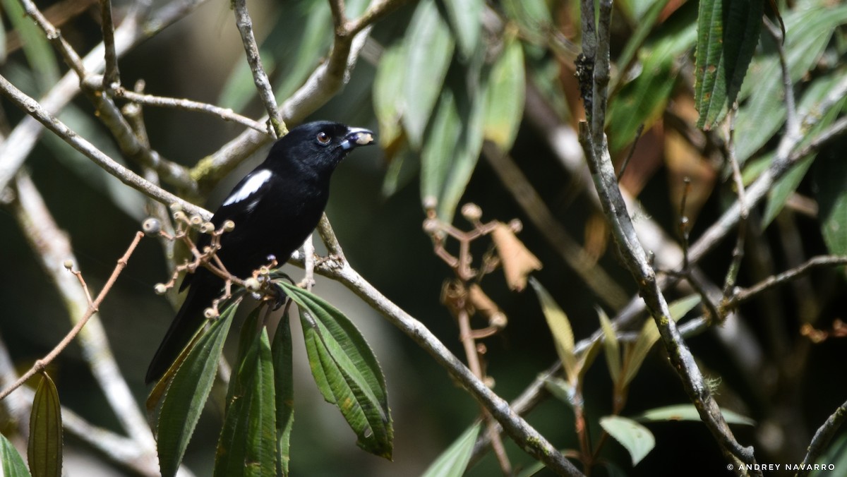 White-shouldered Tanager - Andrey Navarro Brenes