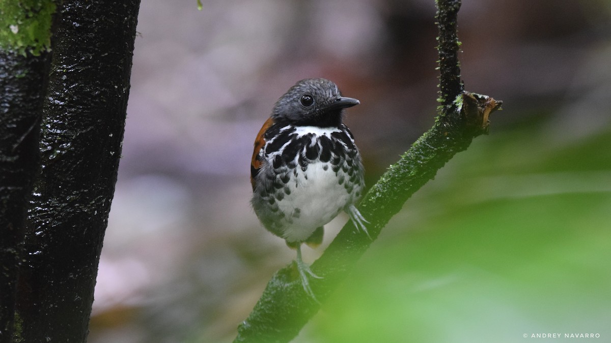 Spotted Antbird - ML615682852