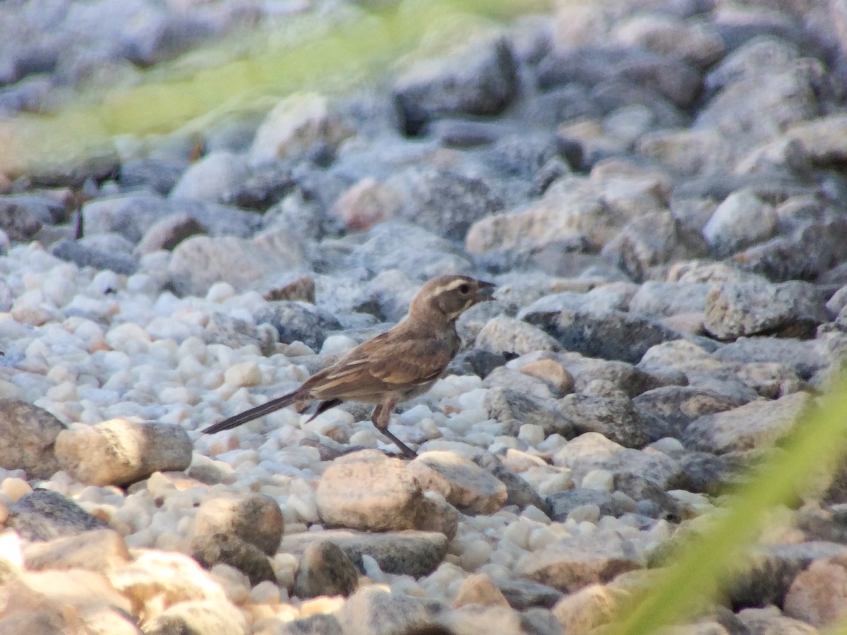 Black-throated Sparrow - ML615682908