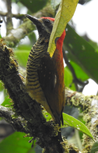 Yellow-vented Woodpecker - ML615682917