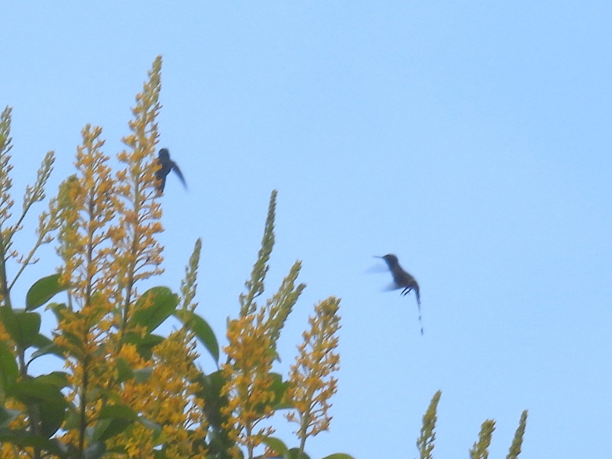 kolibřík pálkoocasý - ML615683232