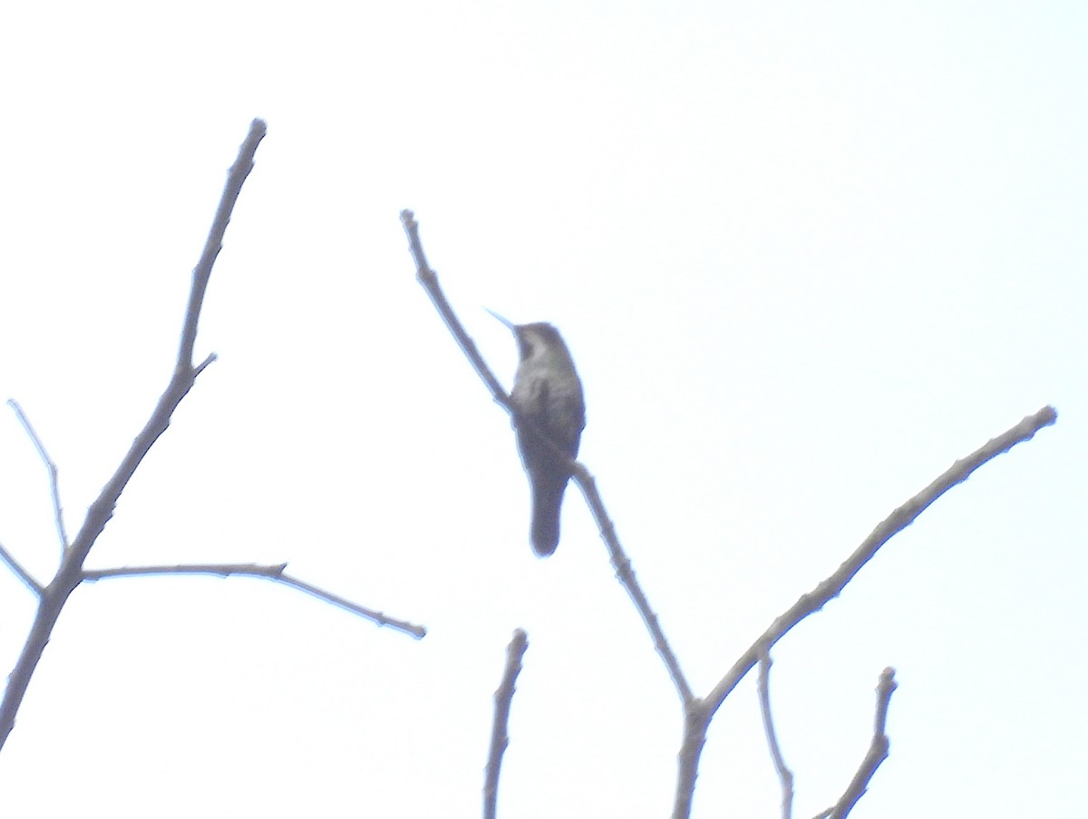 kolibřík pálkoocasý - ML615683233