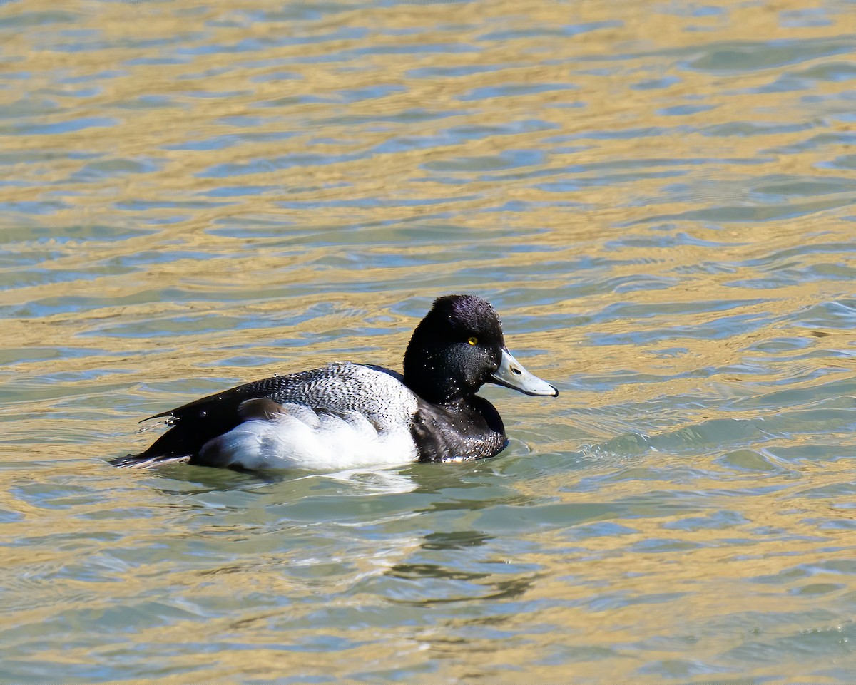 Lesser Scaup - Cathy Severson