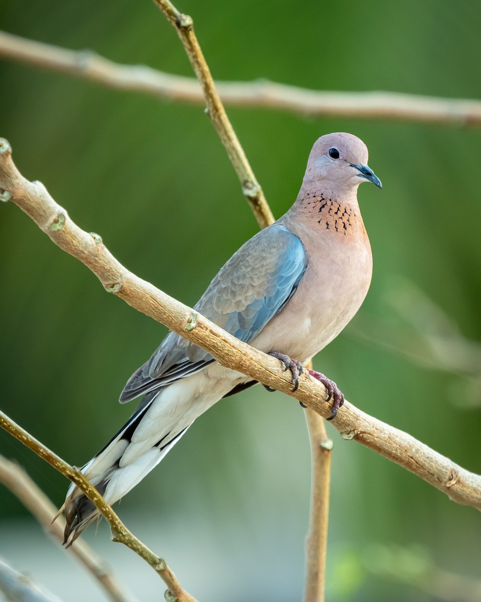 Laughing Dove - ML615683479