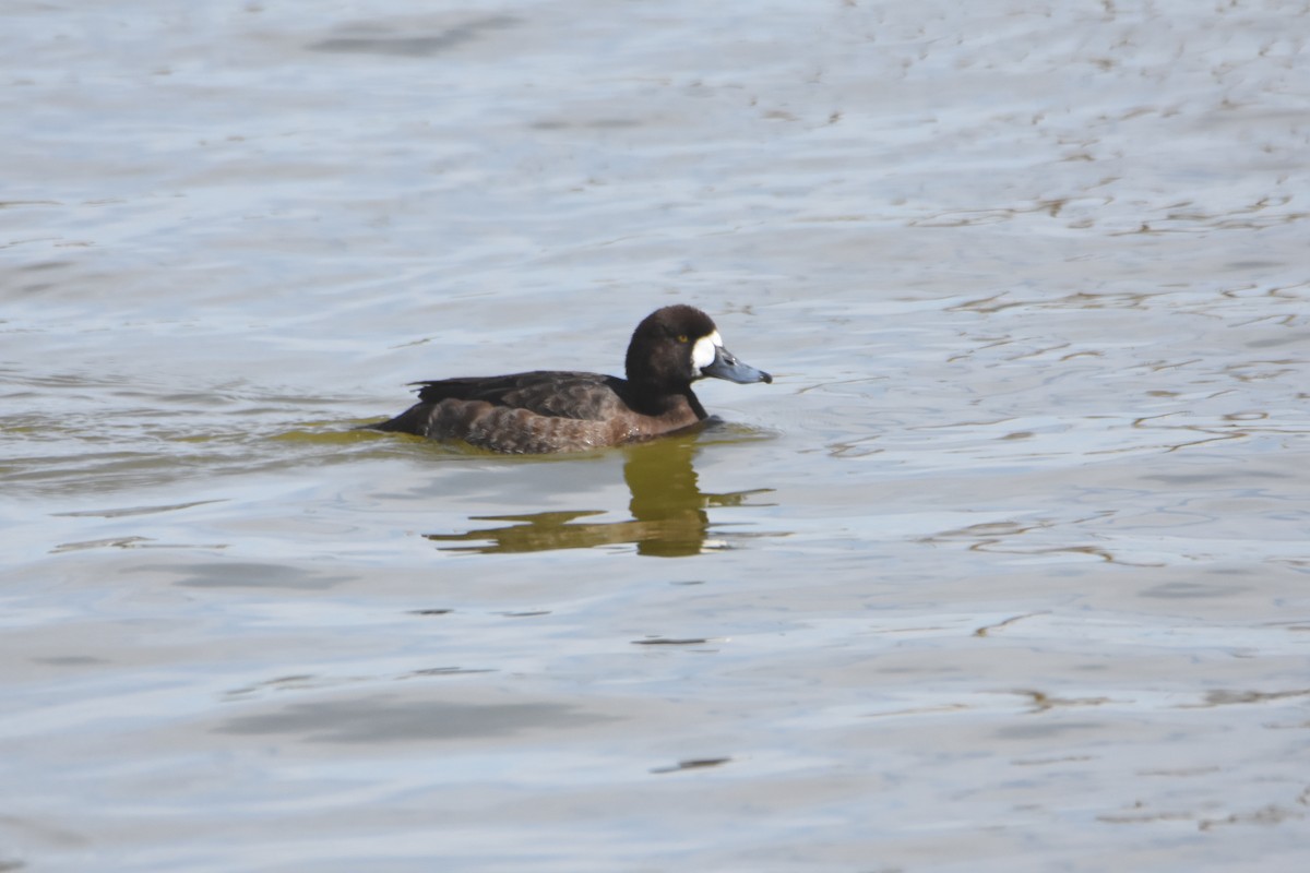 Greater Scaup - ML615683700