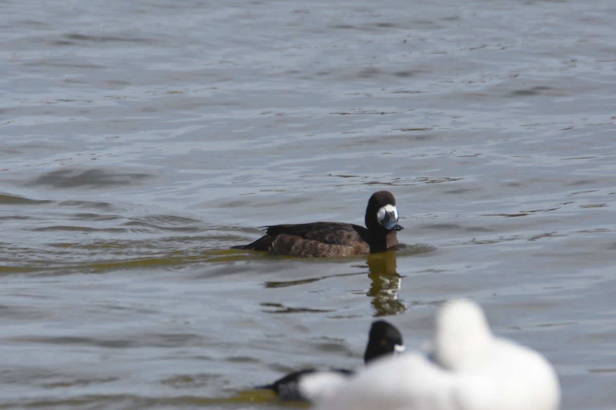 Greater Scaup - ML615683706