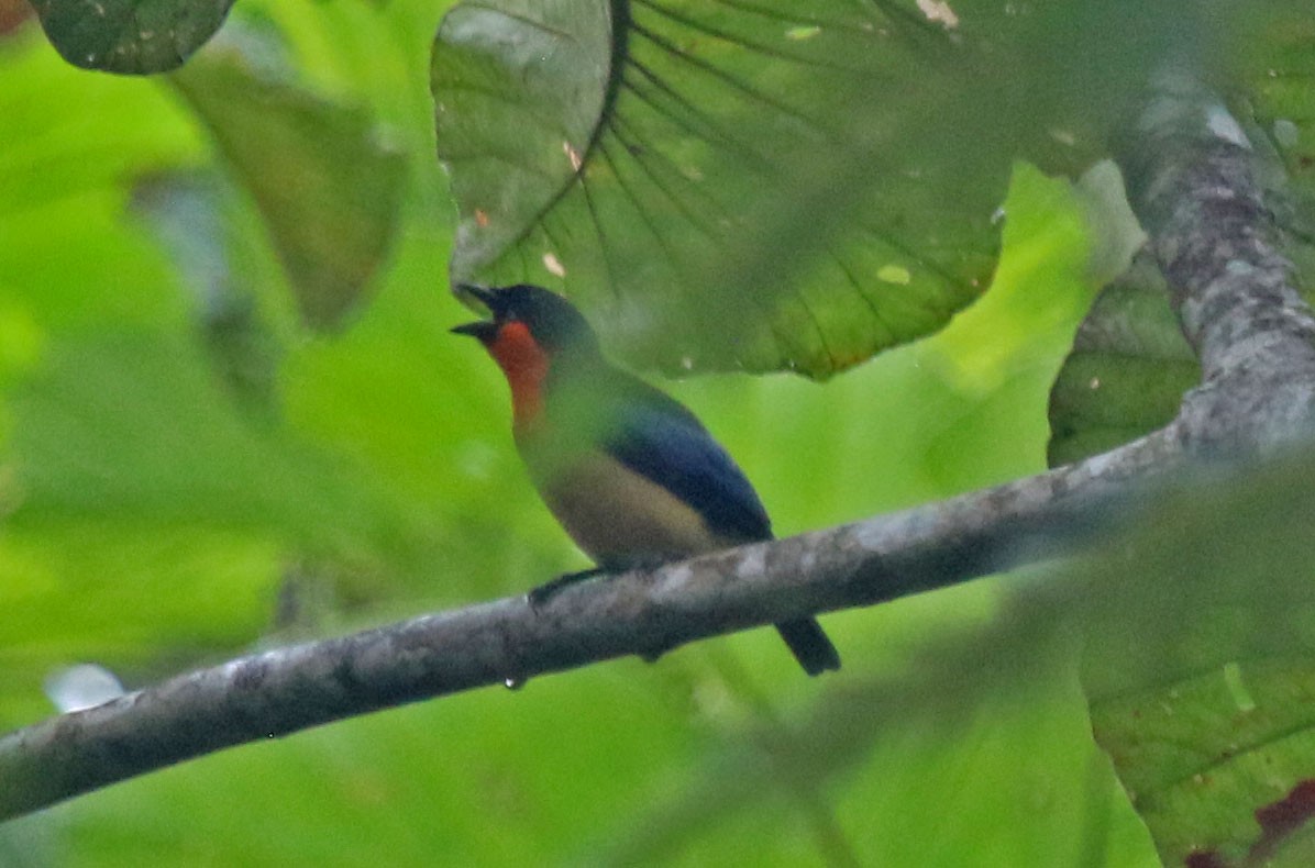 Orange-throated Tanager - Joan and/or George Sims