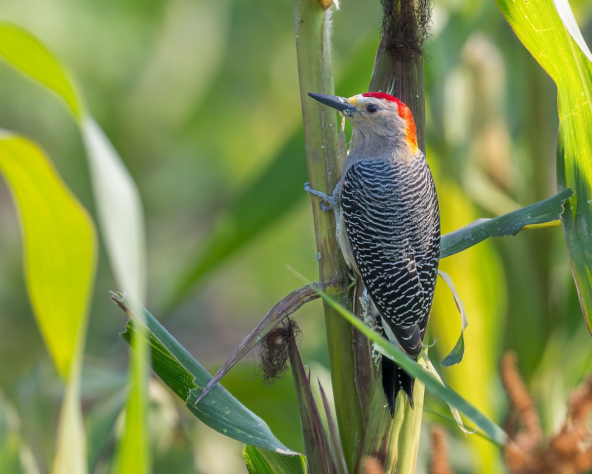 Golden-fronted Woodpecker (Velasquez's) - ML615683790
