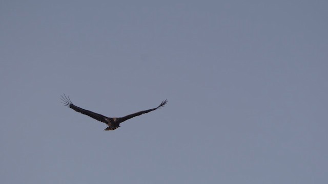 White-tailed Eagle - ML615683791