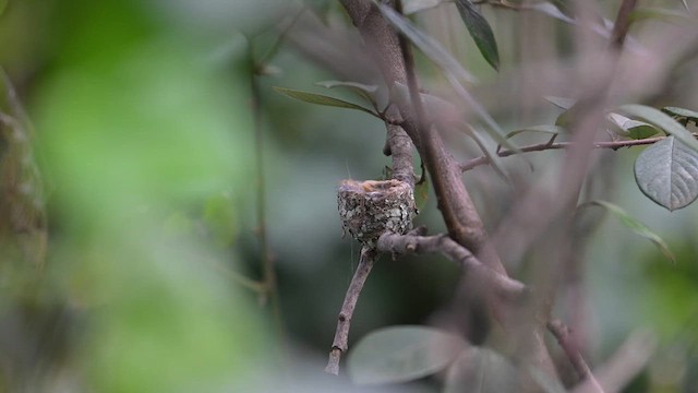 Anna's Hummingbird - ML615683799