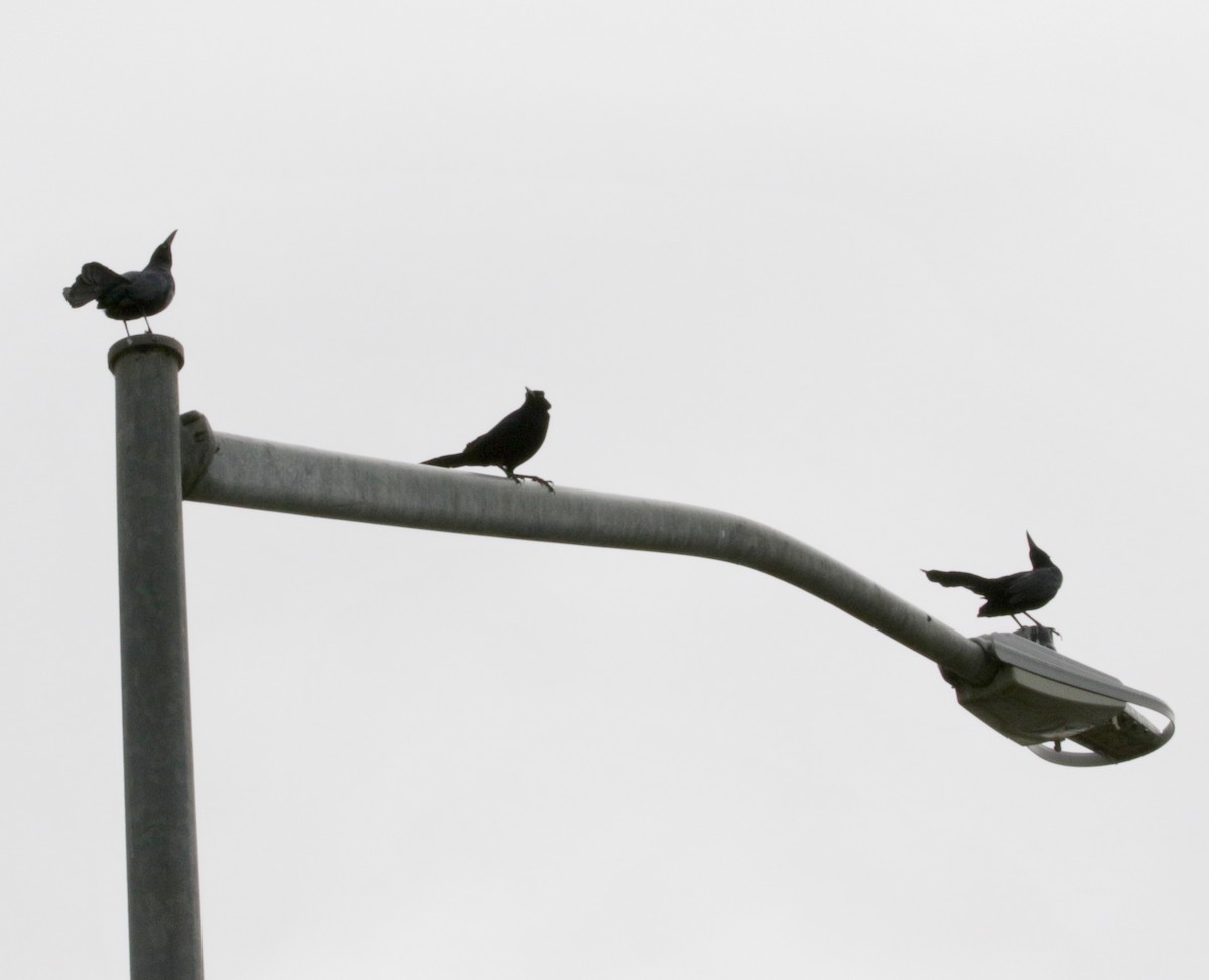 Great-tailed Grackle (Western) - ML615683849