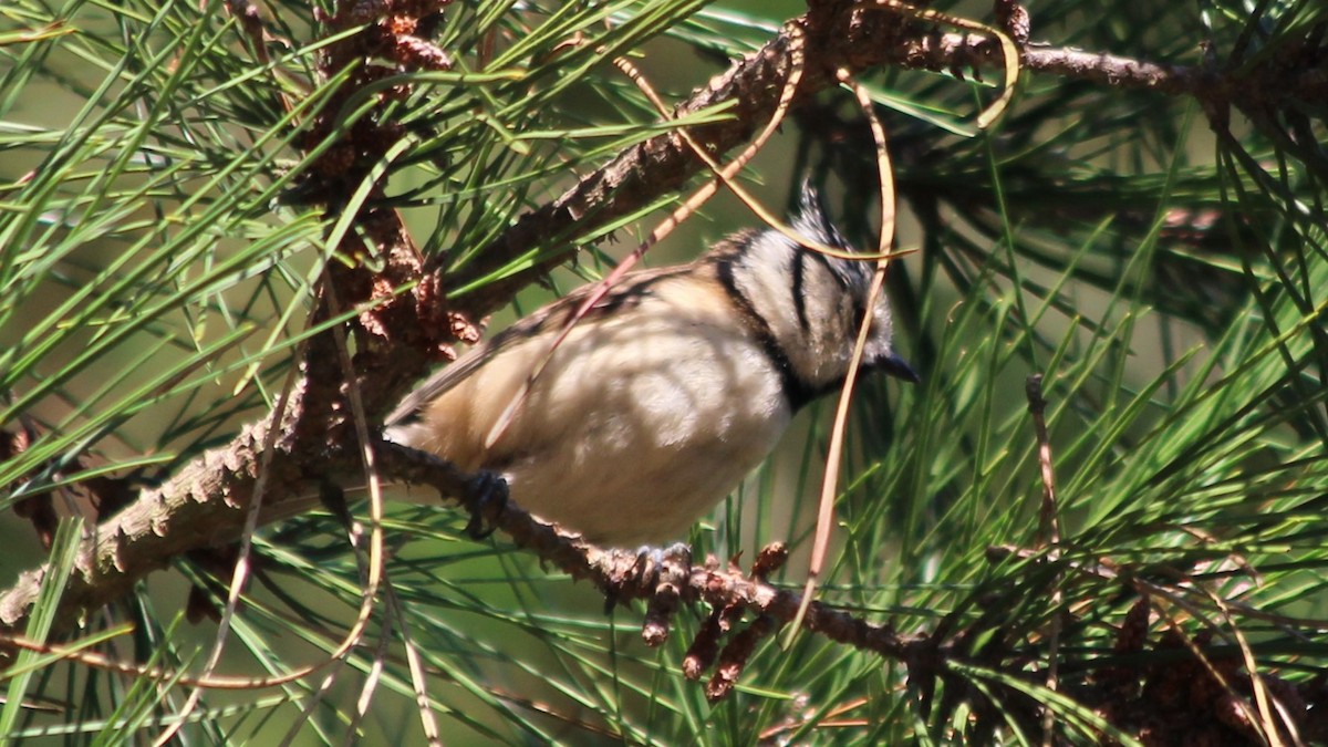 Crested Tit - ML615683862