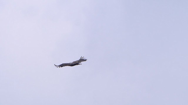 White-tailed Eagle - ML615683868