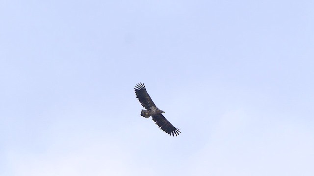 White-tailed Eagle - ML615683900