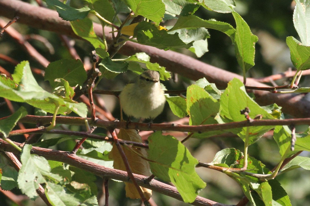Hume's Warbler - ML615683962
