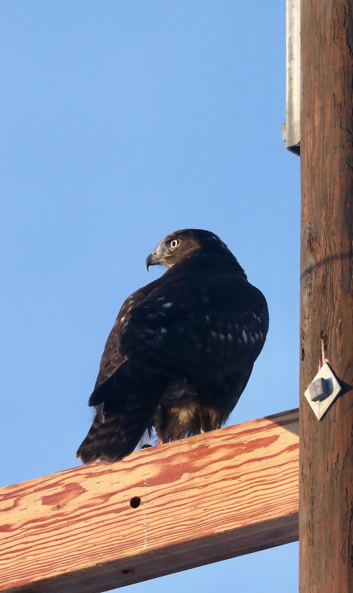 Red-tailed Hawk (Harlan's) - ML615684019