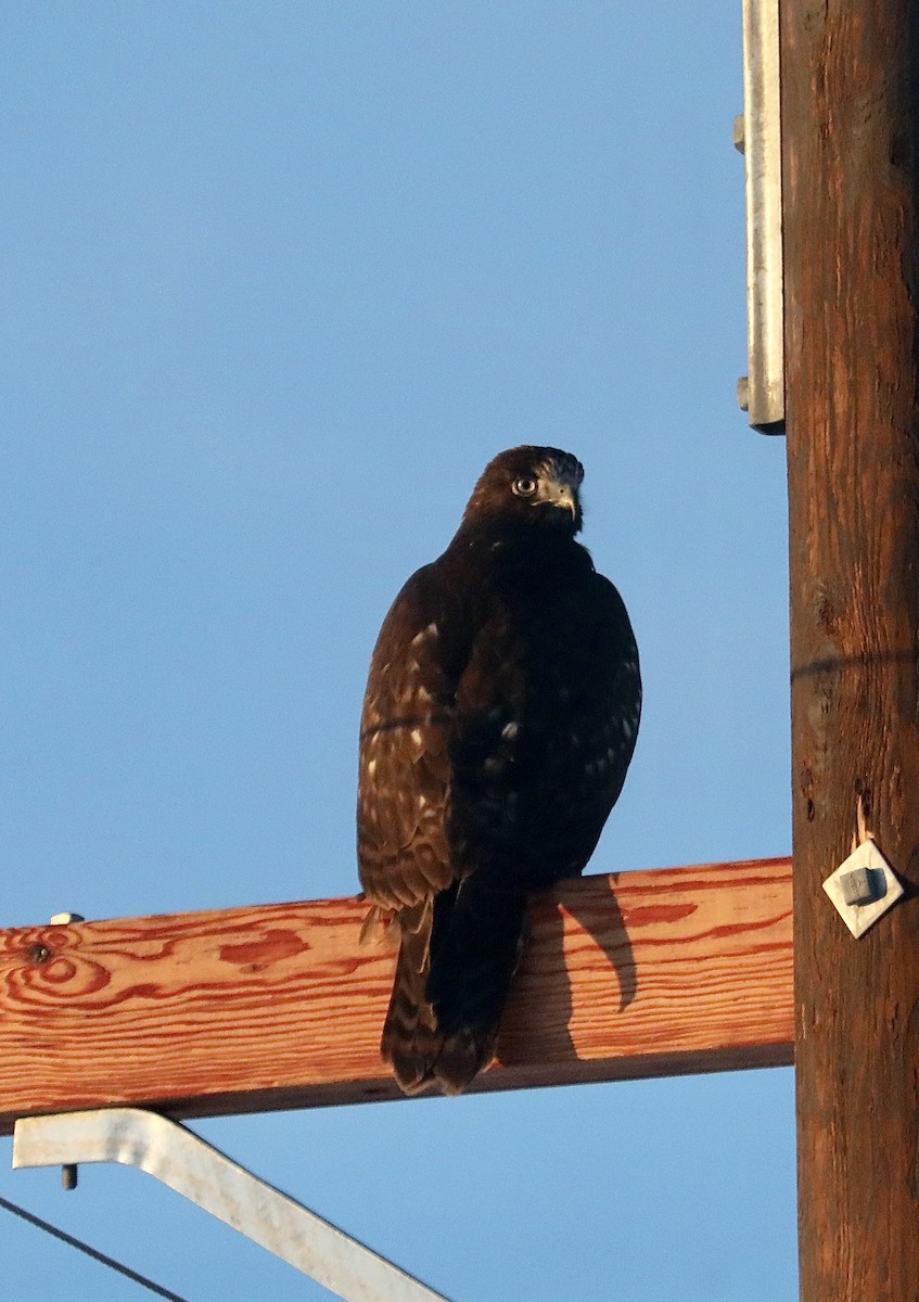 Red-tailed Hawk (Harlan's) - ML615684020