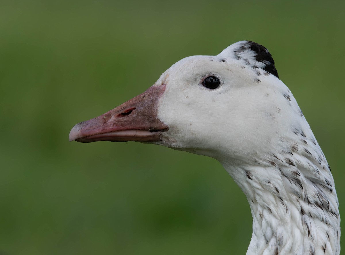 Domestic goose sp. x Canada Goose (hybrid) - ML615684203