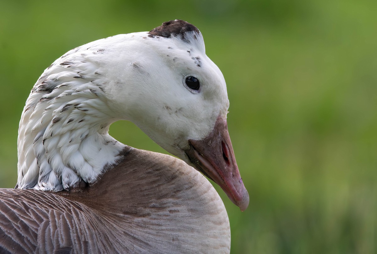 Domestic goose sp. x Canada Goose (hybrid) - ML615684204