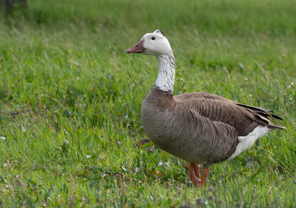 Domestic goose sp. x Canada Goose (hybrid) - ML615684208