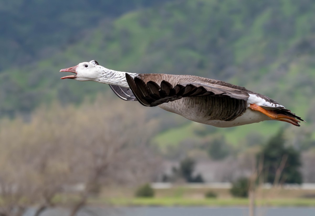 Domestic goose sp. x Canada Goose (hybrid) - ML615684210
