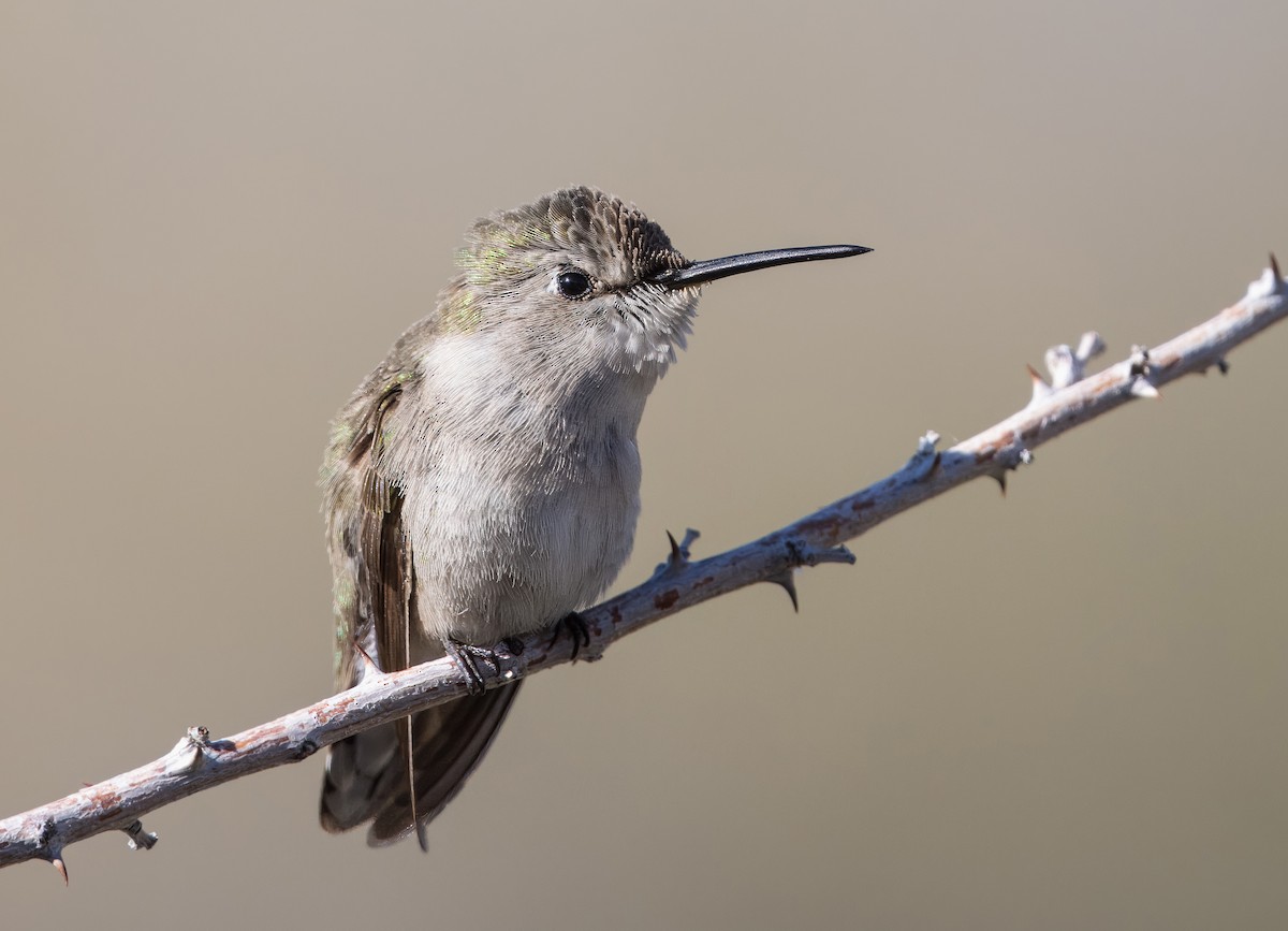 Costa's Hummingbird - ML615684232