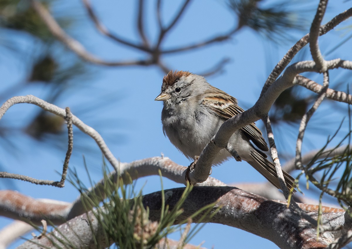 Chipping Sparrow - ML615684315