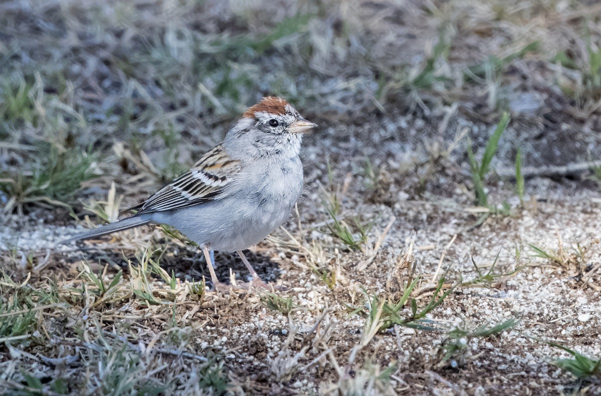 Chipping Sparrow - ML615684317