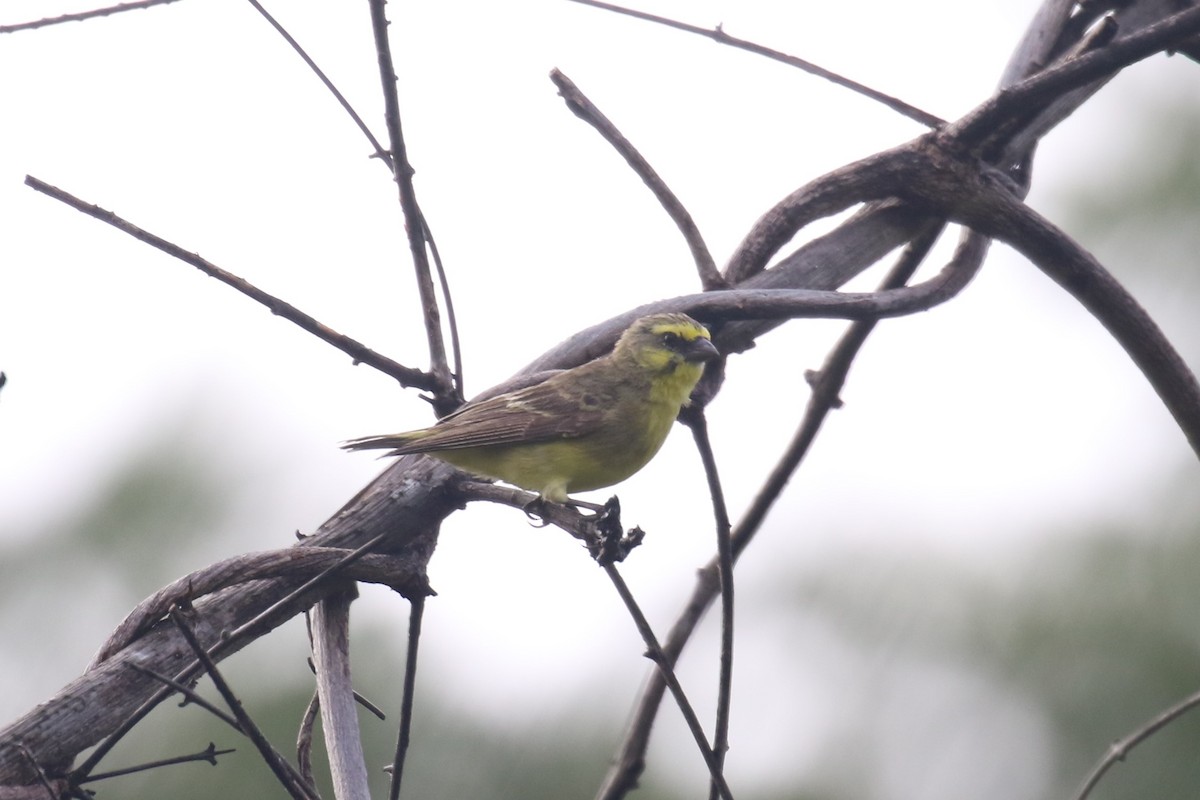 Yellow-fronted Canary - ML615684319