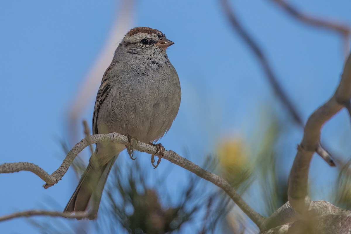 Chipping Sparrow - ML615684321