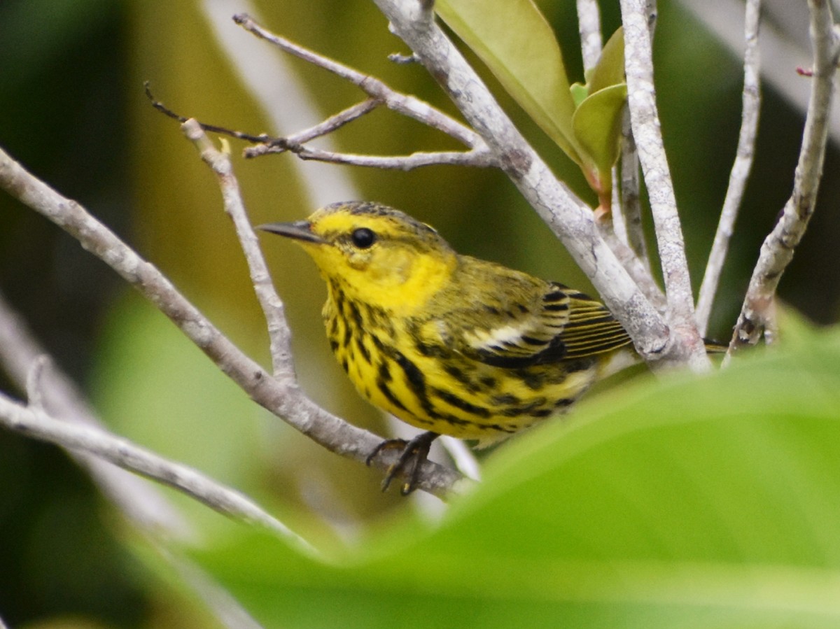 Cape May Warbler - ML615684393