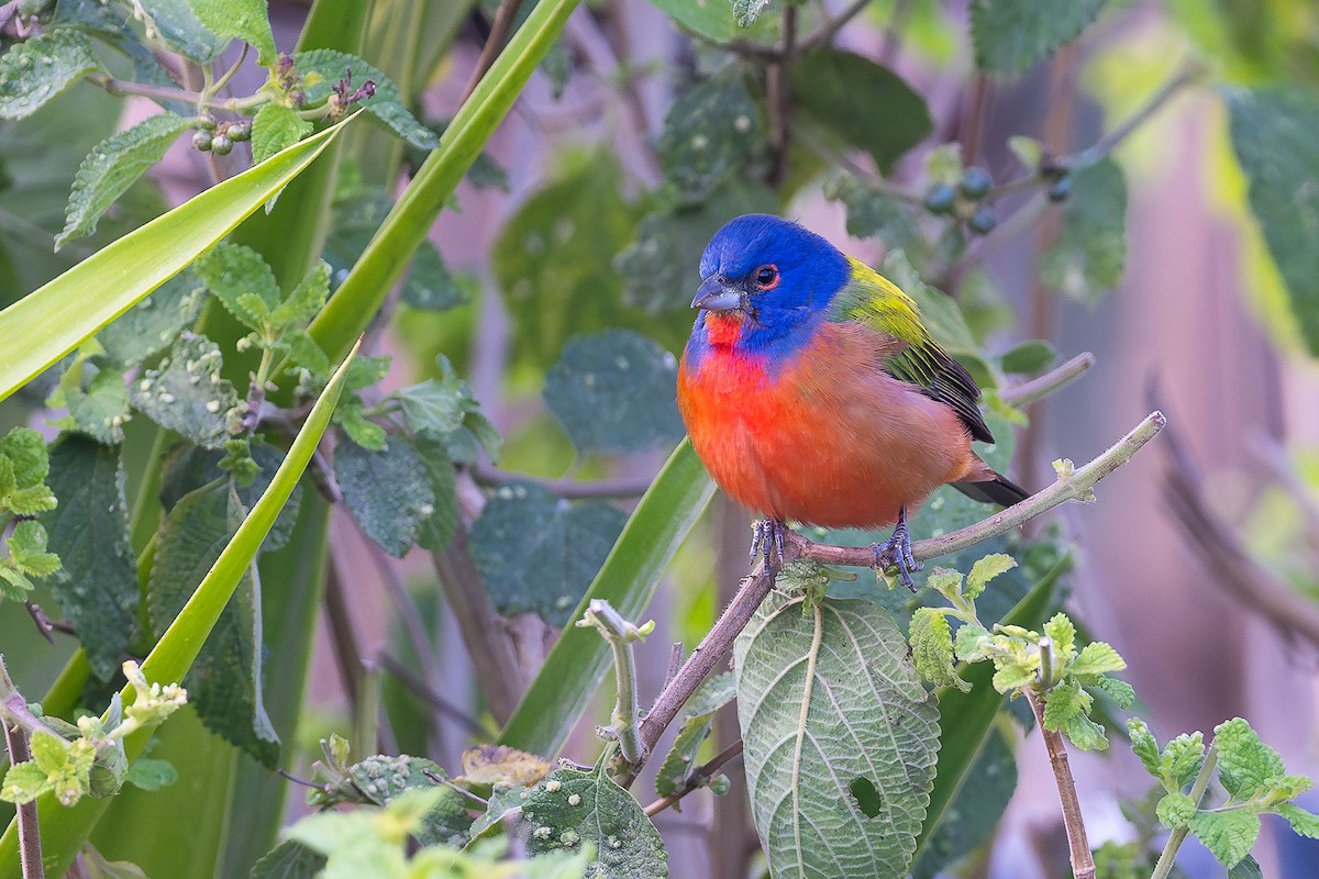 Painted Bunting - ML615684423