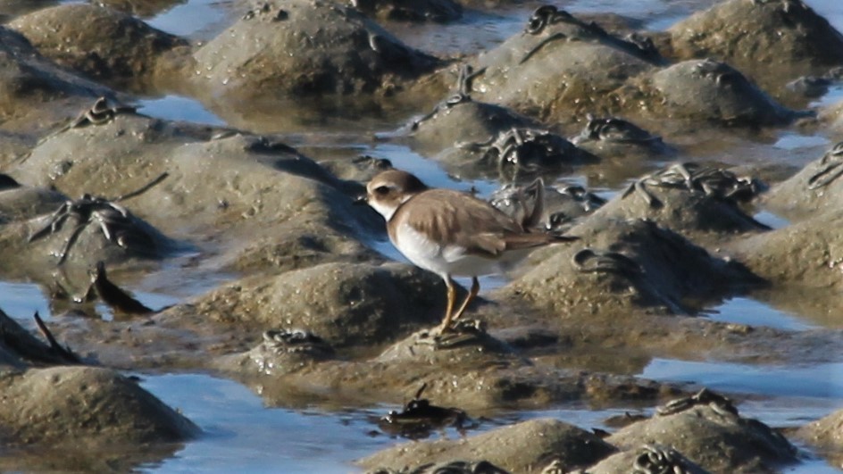Common Ringed Plover - ML615684489