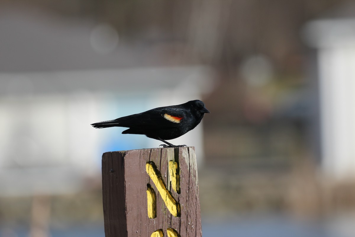Red-winged Blackbird - ML615684508