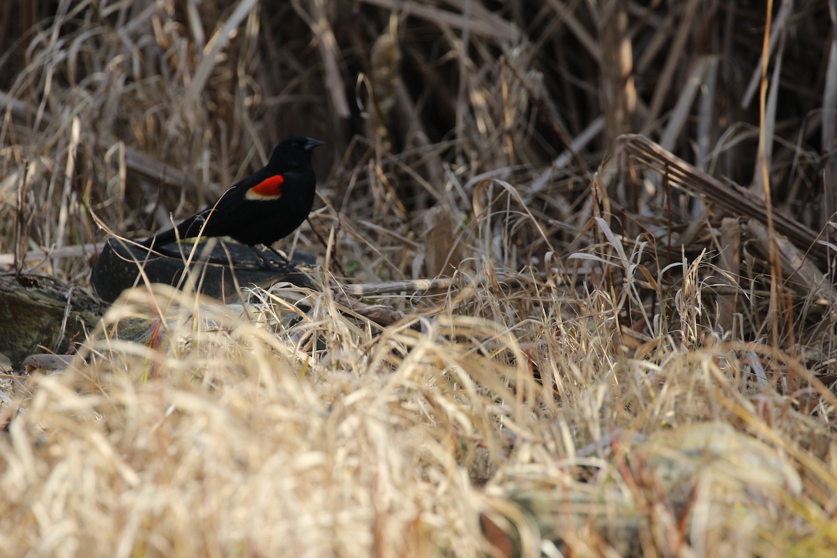 Red-winged Blackbird - ML615684527