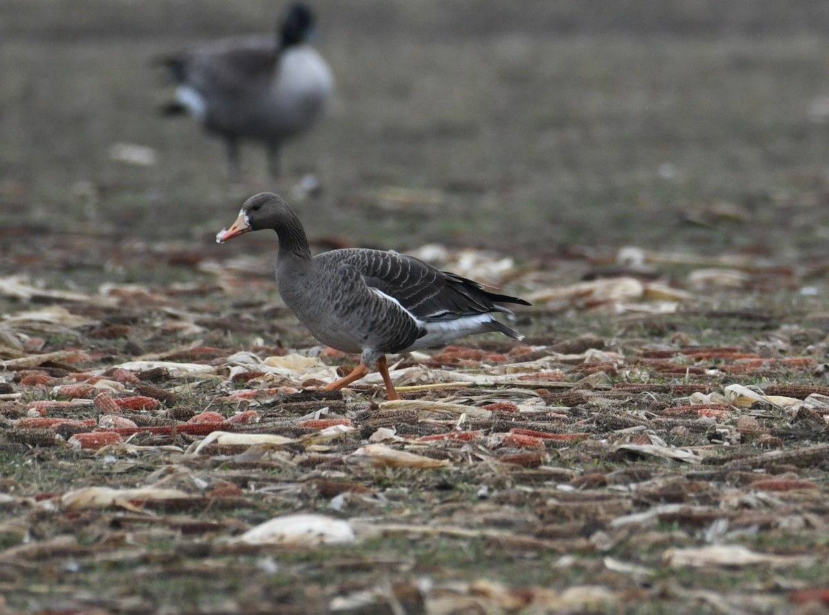 Greater White-fronted Goose - ML615684536