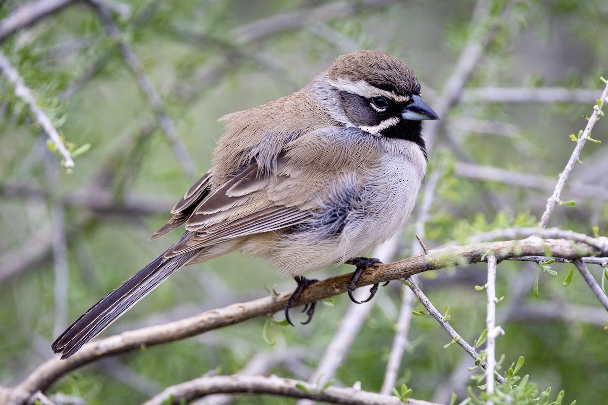 Black-throated Sparrow - ML615684812
